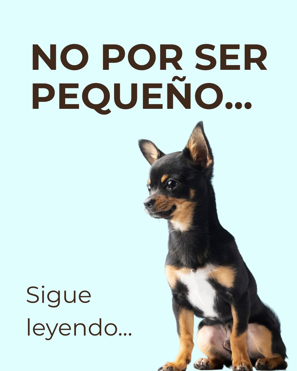 petK9_es's tweet photo. 📷 ¿Tu perro es pequeño? Eso no significa que los imprevistos también lo sean. 📷
#verano #verano2026 #summer #summervibes #vacaciones #perros #dogs #mascotas #doglover #petlover #labrador #goldenretriever #bordercollie #husky #pastoraleman #germanshepherd #beagle https://t.co/ccpEIy2lH7