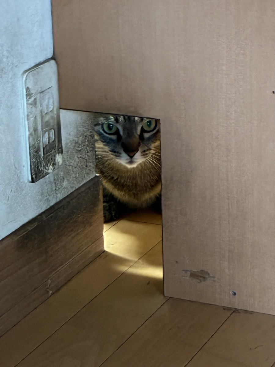 luke_gechu's tweet photo. げちゅ様は見た！|˙꒳​˙）
 #キジトラ猫  #猫がいる幸せ  #猫のいる暮らし  #猫好きさんと繫がりたい𓏲𓎨 https://t.co/srZxNzZcev