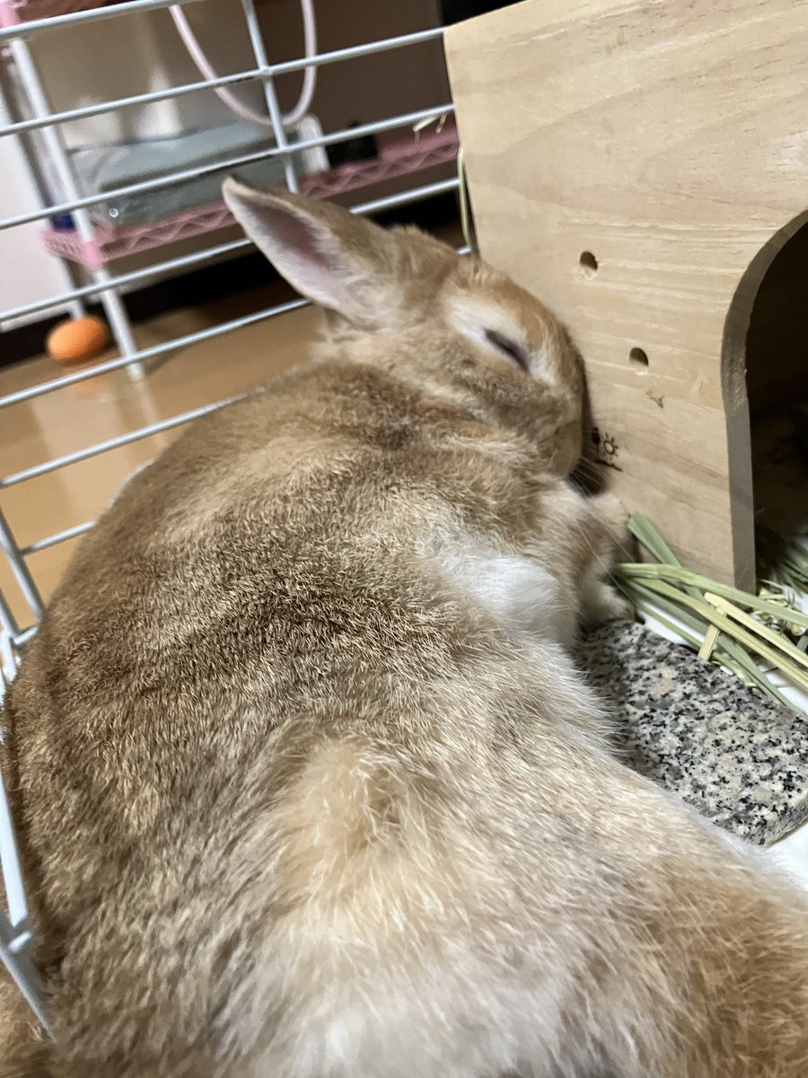 mumushiori's tweet photo. ｵﾈﾑなｳｻﾁｪﾝ(՞- -՞)ᐝｴｹﾁｪﾝみたい( ・@・*)
 #うさぎ  #うさぎのいる生活 https://t.co/YtCcrZms84