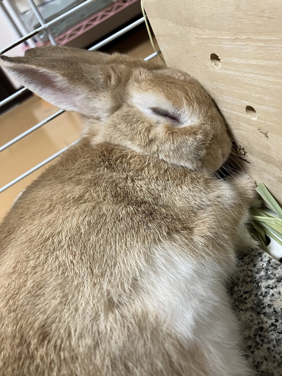 mumushiori's tweet photo. ｵﾈﾑなｳｻﾁｪﾝ(՞- -՞)ᐝｴｹﾁｪﾝみたい( ・@・*)
 #うさぎ  #うさぎのいる生活 https://t.co/YtCcrZms84