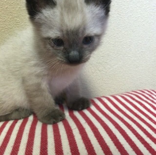 kinako_ymd's tweet photo. 可愛かったなぁ〜(((o(♡´▽`♡)o)))
きなこ色っぽかったからキナコって名前にしたんだけどなぁ( ´◔‸◔`)
まさかこんなに黒くなるとは思ってなかったんだよなぁ笑笑
今は立派なおじいちゃんネコだにゃ🐈‍⬛ https://t.co/1BQwvMN8ka