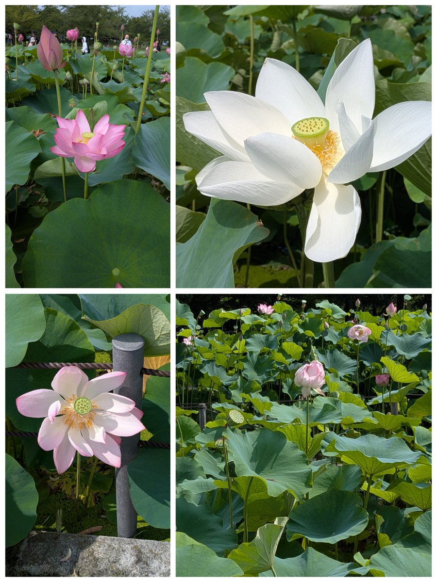 asobineko's tweet photo. 水曜日、会社をお休みして行田まで行ってきました。
05:15の電車に乗り行田駅に07:30くらいに到着。
市内循環バスを待って、まずは古代蓮の里へ。
古代蓮や大賀蓮、それ以外にもたくさんの蓮や睡蓮が咲いたり散ったりしてました(笑) https://t.co/7yJuDyw6fK
