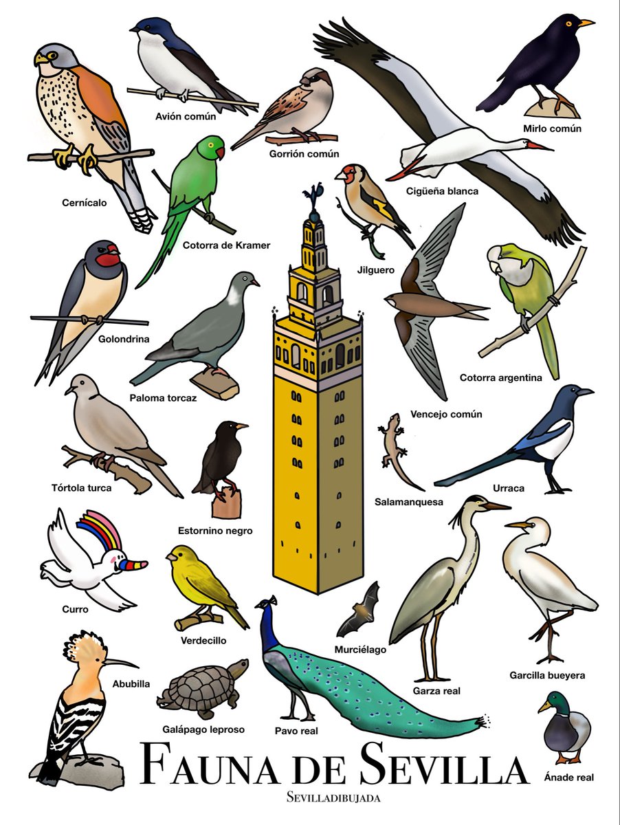 navarrodejavier's tweet photo. Fauna de Sevilla. https://t.co/lmhuIOZRIa