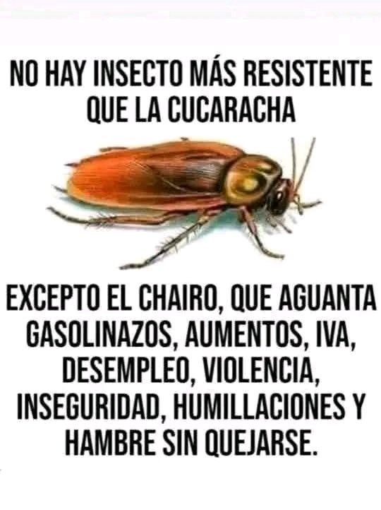 Papicontento123's tweet photo. @marcos9328 @PelonGomis @arlinmedrano_ https://t.co/cBZf05VJc3