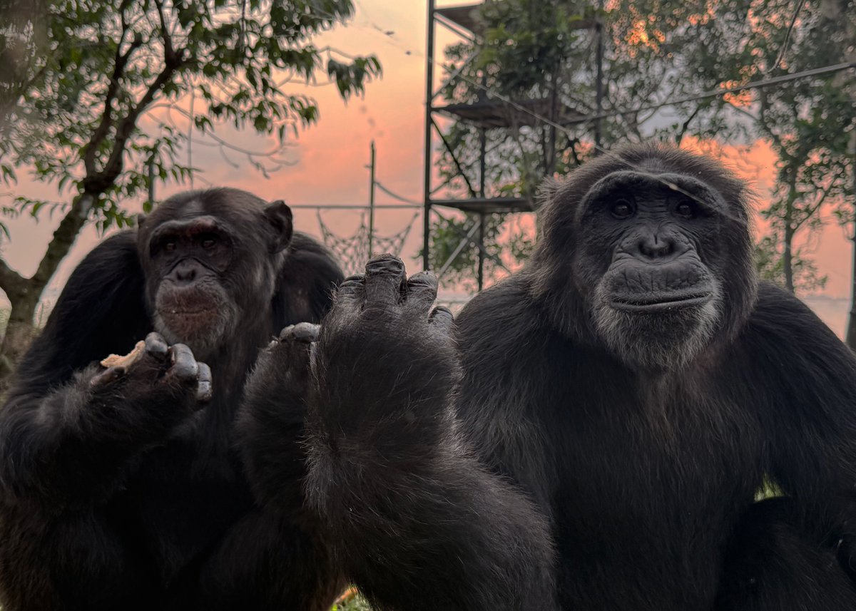 ngambaisland's tweet photo. 🧠 Chimpanzees have distinct personalities, just like us.

What trait do you think makes a great leader in a chimpanzee community strength, intelligence, or kindness?
🐒 Meet Indi and Mawa two chimpanzees with very different personalities.
#DedicatedChimpanzeeCare #NgambaIsland https://t.co/Kpb43G9aYM