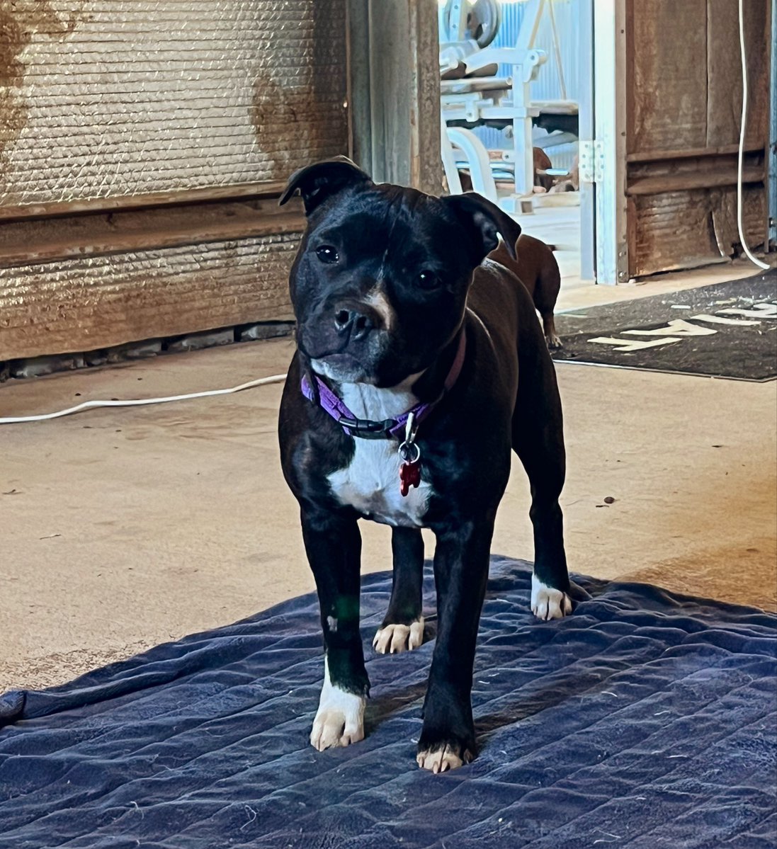 shewhodoesstuff's tweet photo. Blaze aka Sanheaven With A Bang doing her best “what do you mean?” Fake dumb blonde stare and her wee “Beer Belly” 🤣🤣🤣 while bogarting pats from someone else and giving me the “See she loves me more” look. 

(She does not drink beer FYI, she just has a wee pot belly that’s a bit cute) 

Absolute crackin little bitch with more presence and charm than most people have. 

She is the future of Sanheaven 🥰
@d7b you would appreciate her, she is the perfect blend of Ruin and Larry. 
         She’s also not quite sure she’s cut out to be a country girl 🤣