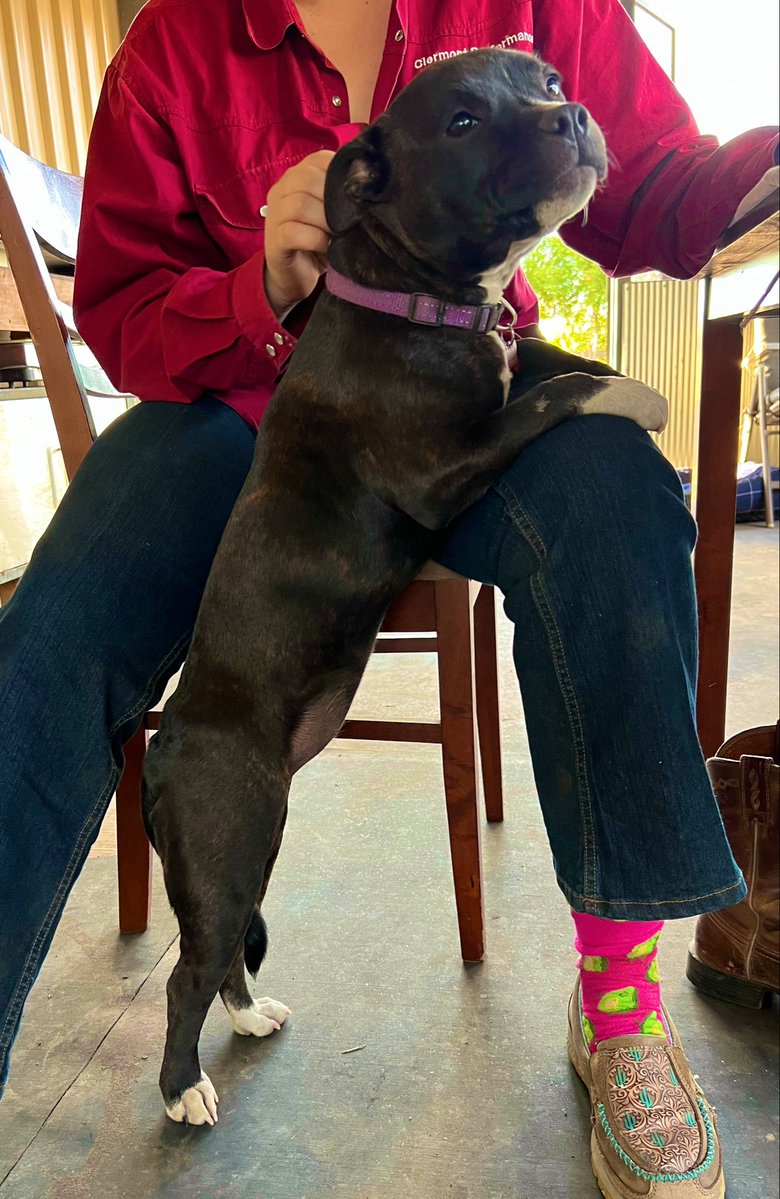 shewhodoesstuff's tweet photo. Blaze aka Sanheaven With A Bang doing her best “what do you mean?” Fake dumb blonde stare and her wee “Beer Belly” 🤣🤣🤣 while bogarting pats from someone else and giving me the “See she loves me more” look. 

(She does not drink beer FYI, she just has a wee pot belly that’s a bit cute) 

Absolute crackin little bitch with more presence and charm than most people have. 

She is the future of Sanheaven 🥰
@d7b you would appreciate her, she is the perfect blend of Ruin and Larry. 
         She’s also not quite sure she’s cut out to be a country girl 🤣