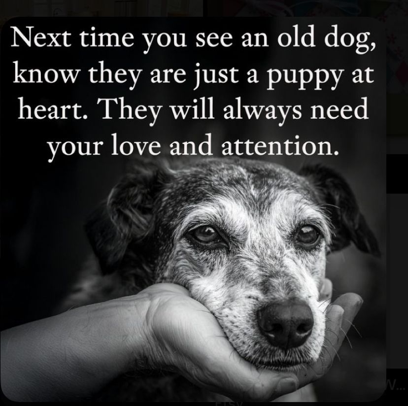 DogLovers03's tweet photo. https://t.co/pboCBl0gyA