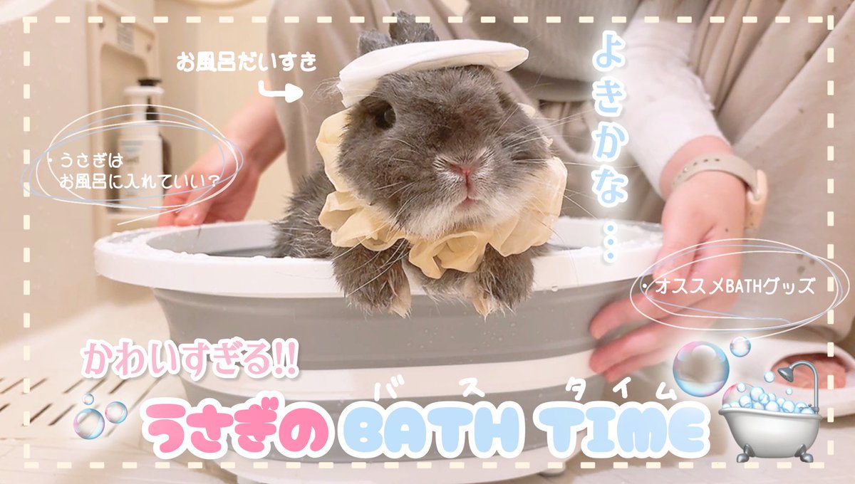 Fuwarate0107's tweet photo. 動画更新しました！！
うさぎの斜頸や介護でお尻が汚れてしまうことありますよね😂

そんなときのオススメグッズをご紹介🙌

可愛いマシュちゃんもたくさん見られるので、ぜひ遊びにきてくださいね。

https://t.co/O2IxyV2brk

#うさぎの介護　#うさぎのお風呂　#うさぎと暮らす https://t.co/2y5WImCHve