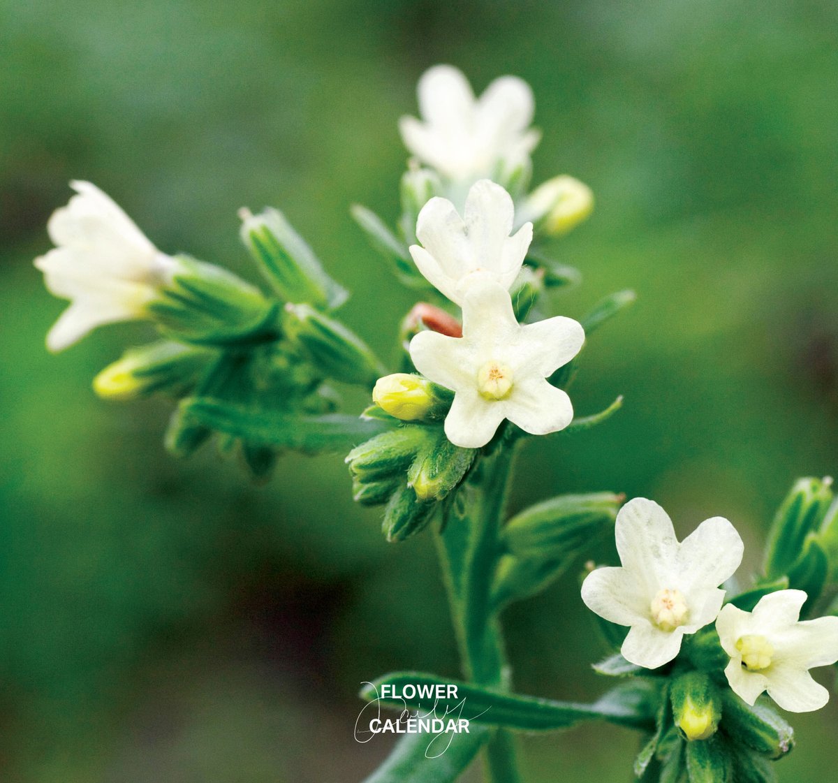 543life's tweet photo. ムラサキ｜花の日めくり

花言葉「献身的な愛」

夏に清楚な白い花を咲かせます。
秋に採取する根が染料「紫根（しこん）」となります。日本の伝統文化を担う植物の一つで、古代から天皇や公家にしか使われない「禁色」として珍重されました。

▼暦生活｜日本の季節を楽しむ暮らし｜365日、毎日暦のお話をお届けします♪
https://t.co/xJV2YNFkYT