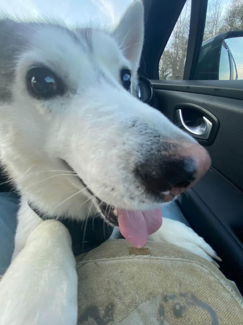 Fabdarks's tweet photo. @luminneaa Vision le chien aveugle (j'avais pas trouvé mieux comme prénom) https://t.co/AbqRq3mzvt