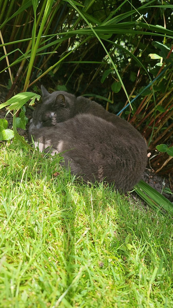 SpikeThatMike's tweet photo. @SarahADayton We need more cat pics https://t.co/vGrJKrf8cq