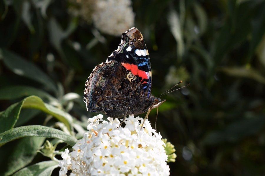 Biodiversity Ireland tweet media