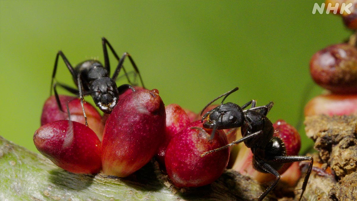 nhk_darwin's tweet photo. 【相葉さんと探せ！ミクロいきもの超ワールド】

虫こぶに集まるアリたち🐜🌿
いったい、なぜ？🤔❓

👇動画版👇
https://t.co/JGR0wlmarT

じつはこれも、幼虫を守るための
巧みな戦略なんです。🐛🛡️✨

⏰19日 日曜夜7時30分～

#ダーウィンが来た #相葉雅紀 https://t.co/Y6innCSLDB