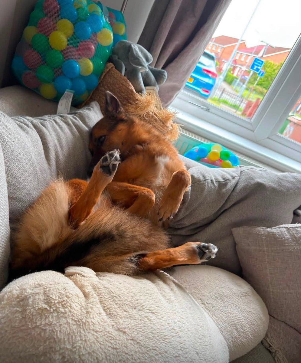 H2RScotland's tweet photo. We’ve not had any enquiries for this lovely girl, she’s been waiting a while now.
Can you please share her appeal to help her on her way?
Astrid is a 5 year old female German Shepherd x Belgian Malinois. She is available and looking for a new home.
Astrid is chipped and spayed and also healthy with no medical issues.
She would suit a home with someone who is active and can give her plenty of walks and attention.
Astrid eats a mix of wet and dry food and can be left on her own.
She travels well in the van with her dog walker but can be car sick. She sleeps in her owners room at night either on the bed or her own bed on the floor.
Astrid likes to meet new people and gets excited. She would be fine around teenagers but not small children.
Astrid doesn’t like cats. She is registered with the vets.
She is fine on group walks but when she is with her owner she can be reactive to other dogs as she thinks she is protecting her owner.
A home with no other animals is best for Astrid and her needs.
She is use to spending time alone at home with background music left on for her. Astrid is excellent at letting you know when she needs the toilet. She is kept on a lead when out on walks as she can be reactive to other dogs but not all dogs. She is also use to a long lead and loves to play with her toy or a ball. Astrid sees playing with toys or a ball as a job and doesn't pay much attention to other dogs unless they come into her space.
For more information please email info@help2rehome.com