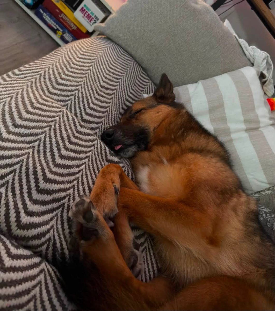 H2RScotland's tweet photo. We’ve not had any enquiries for this lovely girl, she’s been waiting a while now.
Can you please share her appeal to help her on her way?
Astrid is a 5 year old female German Shepherd x Belgian Malinois. She is available and looking for a new home.
Astrid is chipped and spayed and also healthy with no medical issues.
She would suit a home with someone who is active and can give her plenty of walks and attention.
Astrid eats a mix of wet and dry food and can be left on her own.
She travels well in the van with her dog walker but can be car sick. She sleeps in her owners room at night either on the bed or her own bed on the floor.
Astrid likes to meet new people and gets excited. She would be fine around teenagers but not small children.
Astrid doesn’t like cats. She is registered with the vets.
She is fine on group walks but when she is with her owner she can be reactive to other dogs as she thinks she is protecting her owner.
A home with no other animals is best for Astrid and her needs.
She is use to spending time alone at home with background music left on for her. Astrid is excellent at letting you know when she needs the toilet. She is kept on a lead when out on walks as she can be reactive to other dogs but not all dogs. She is also use to a long lead and loves to play with her toy or a ball. Astrid sees playing with toys or a ball as a job and doesn't pay much attention to other dogs unless they come into her space.
For more information please email info@help2rehome.com