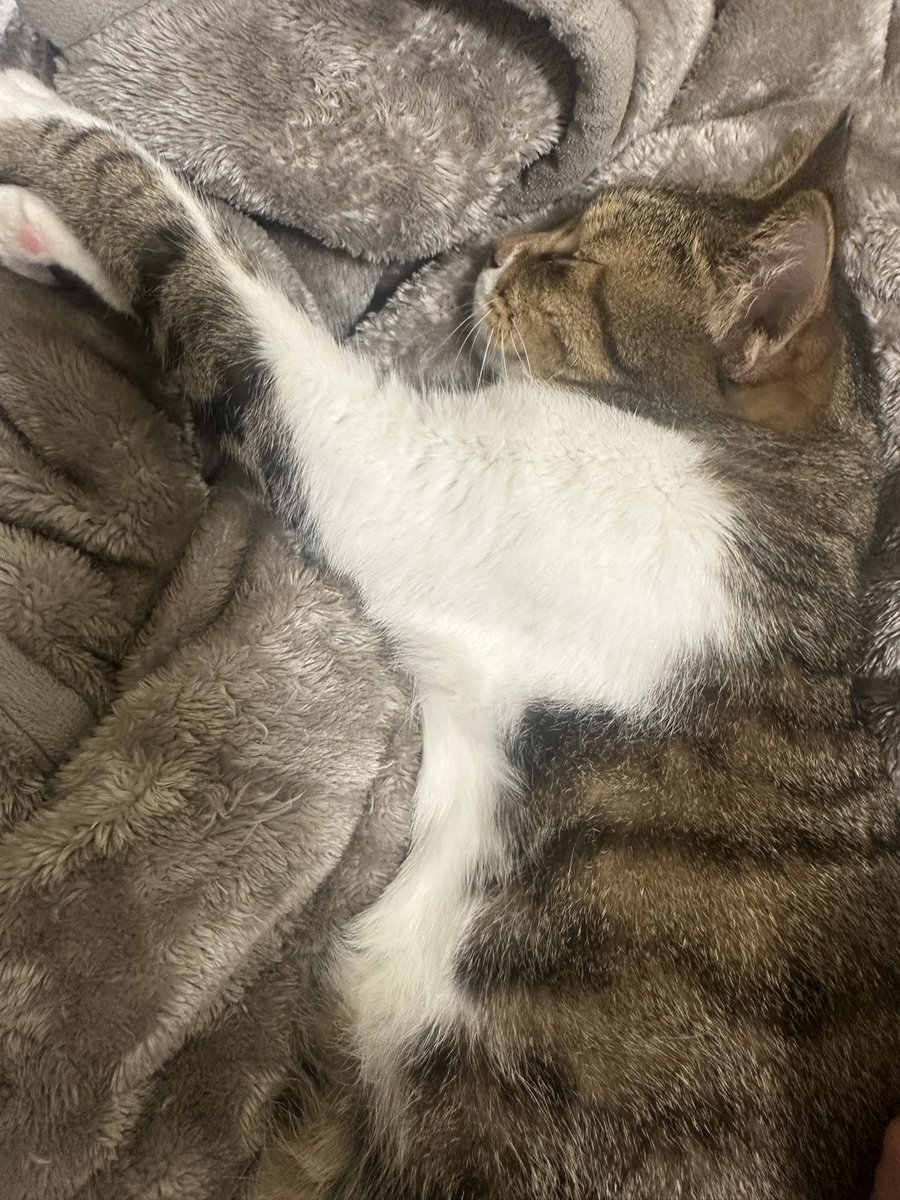 猫大好き 猫のいる幸せ #猫好きさんと繋がりたい #保護猫 おしのはっかい。 と