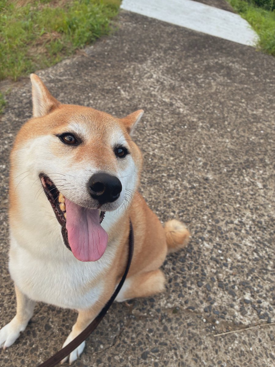 MASAharehare's tweet photo. AM5:00さんぽはじめた https://t.co/WYFTpKqEzF