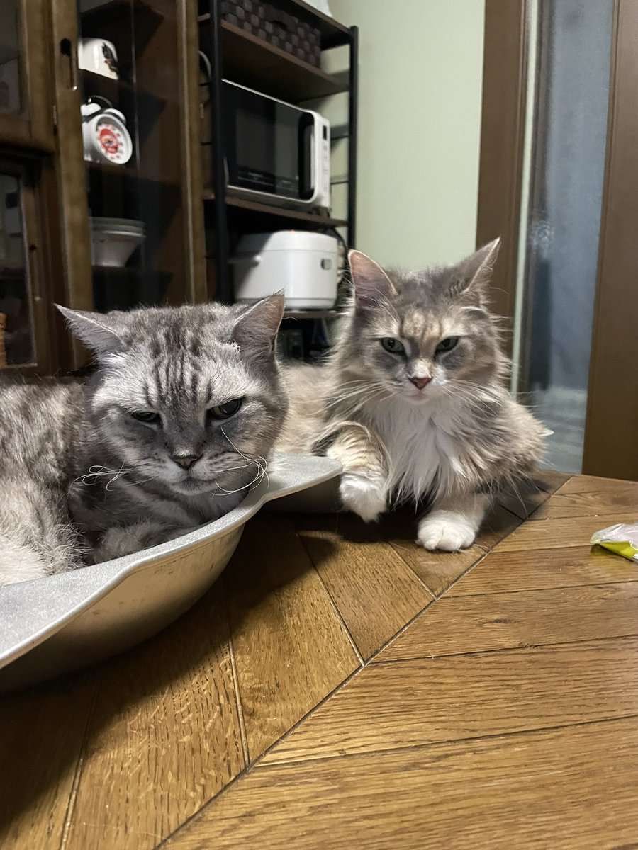 bballadd's tweet photo. 爺ちゃんと孫娘みたいなツーショット。
実際には17歳と10歳、そこそこいってます。
#猫好きさんと繋がりたい𓏲𓎨 https://t.co/seNzLNvCGN
