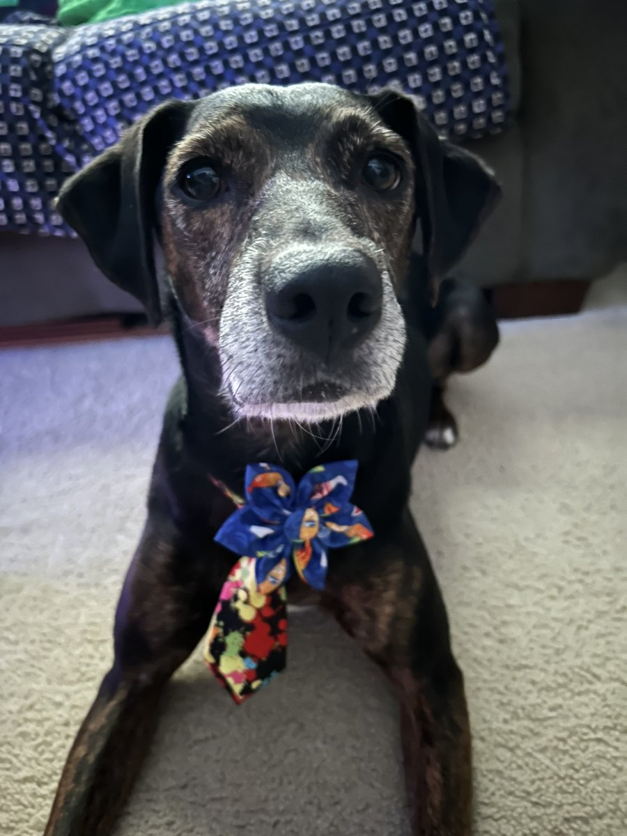 HounddogZenith's tweet photo. Happy Friday pals 🏄‍♂️ 
#FridayVibes https://t.co/EYLo2why91