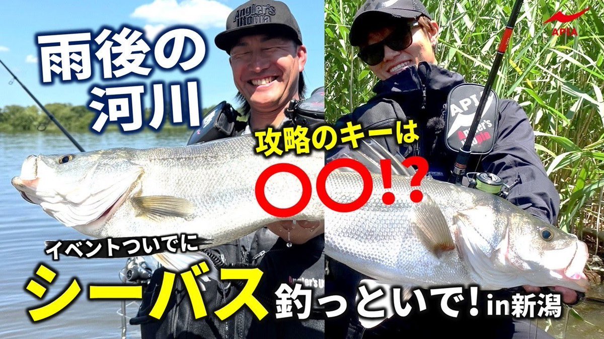 apia_spartas's tweet photo. 【ATV配信情報】

本日7月17日（金）YouTubeチャンネル「ATV」にて最新動画が配信されます！

今回はお馴染みシリーズ【すすめ！アピア広報室"長"】
【攻略のキーは○○！？】イベントついでに初夏のデイゲームでシーバス釣っといで！in新潟

今回は試投会ついでの新潟県でのチャレンジ🔥
強力な助っ人のアンバサダー小奈氏と、河川やサーフを駆け回ってシーバスを狙いました！
雨後で好条件と思われる条件だったが、予想を裏切る甘くないタフコンディション...。
攻略のキーは〇〇だった？！

さぁ、広報室長とアンバサダー小奈はオープンエリアの釣りをどんな組み立て方で釣果に繋げたのでしょうか？
是非ご覧下さい♪

【URL】
https://t.co/dp4MlG6oHY