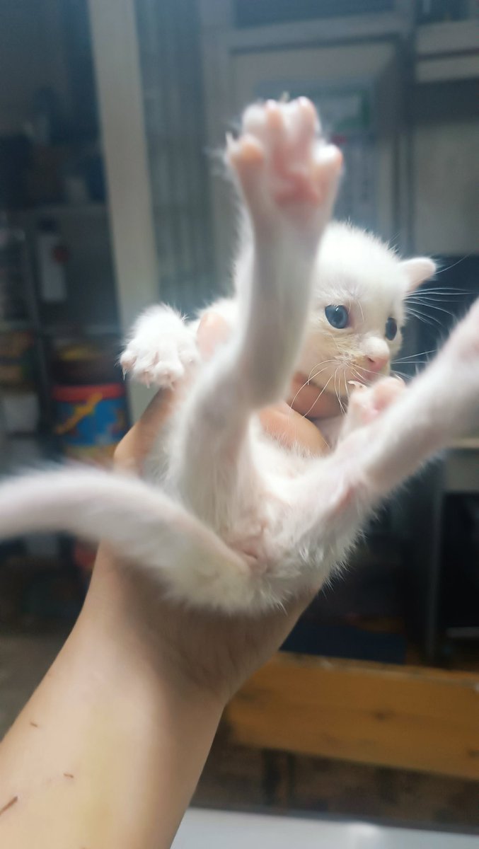 im_anjisu's tweet photo. FOR ADOPTION: puspin white kitten

Napulot po ng friend ko. May nag-iwan daw sa kuting na ito in a box near her apartment. She can't take care of this kasi lagi po sya wala sa apartment due to work.

Location: Cubao

I'm willing to sponsor her milk until makakain sya solid food https://t.co/RJ1zDuZx0y