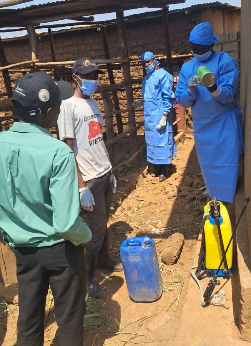 VeterinaryLtd's tweet photo. #RUCLIVET ltd hamwe n'inzego zitandukanye  turimo kwerekera aborozi uko bafuherera Inka,ihene n'intama urugo ku rugo ,ku buntu mu rwego rwo kwirinda no Gukumira RVF Iwacu mu Midugudu igize @rulindodistrict, @RwandaVets1 @RwandaAgriBoard. https://t.co/WdBVgksdE1