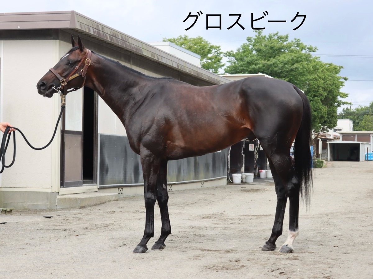 HTanaka_stable's tweet photo. 今週はセレクトセールもあり、田中博康調教師は未来の新しい仲間を増やすために奔走していたようです。舟山騎手も関係者や馬主様に挨拶をしていました。慌ただしい1週間でしたが、今週末は5頭が出走を予定しています。皆様の応援をよろしくお願いいたします。写真の関係から、まずはまずは土曜日出走の4頭です。

○26年7月17日
・函館5R
イトシサ　舟山瑠泉騎手

「いい意味でも悪い意味でも大きく変化したところは見られませんが、前走も初めての距離で早めに来られる展開だったことを考えれば、悲観する必要はありません。今回もブリンカーを装着してレースに挑みます。函館のダート1700m戦も前走からあっていると思いますし、しぶとさを見せてほしいですね」

 #イトシサ
 #舟山瑠泉 騎手
 #TNレーシング 様

・函館11R
ウェイワードアクト　舟山瑠泉騎手
「当初の予定より2週間ほど後ろ倒しになっての出走となりますが、ここにきてようやく整ってきた印象です。JRAでは久しぶりの1周競馬とはなりますが、名古屋でのレースや中山1800m戦を見る限りは問題ないと考えています。走れる状態にはありますし、ハンデは厳しくても元々のポテンシャルも高い馬。良化余地は残していますが、力を発揮してくれれば」

 #ウェイワードアクト
 #舟山瑠泉 騎手
 #ゴドルフィン 様

・福島10R
グロスビーク　戸崎圭太騎手

「この中間はアプローチ方法を変えて挑みます。小回りの1700m戦にはなりますが、自分のペースで走ることができれば対応可能でしょう。ようやくこの1週間で上向いてきていますし、動きの硬さに関しても、この仔の普段を考えると比較的スムーズな状態に収まっていると思います。砂を被り続けることがなければ力は発揮できるはずです」

 #グロスビーク
 #戸崎圭太 騎手
 #キャロットF 様

・福島10R
ヴァルドルチャ　小崎綾也騎手

「この中間は去勢とノドの手術を受けたことにより、状態自体は悪くありません。ノドや息遣いはスッキリとした印象です。去勢したことにより、マイルドになりましたし、気持ちが必要以上に昂ることもなくなりました。前走の内容を踏まえて、ブリンカーは必要ないと判断し、今回は外して挑みます。まだ途上の部分は残しますが、一応の出走態勢は整っています」

 #ヴァルドルチャ
 #小崎綾也 騎手
 #NICKS 様
 
★「」内は田中博康調教師のコメントをSNSスタッフがまとめています。