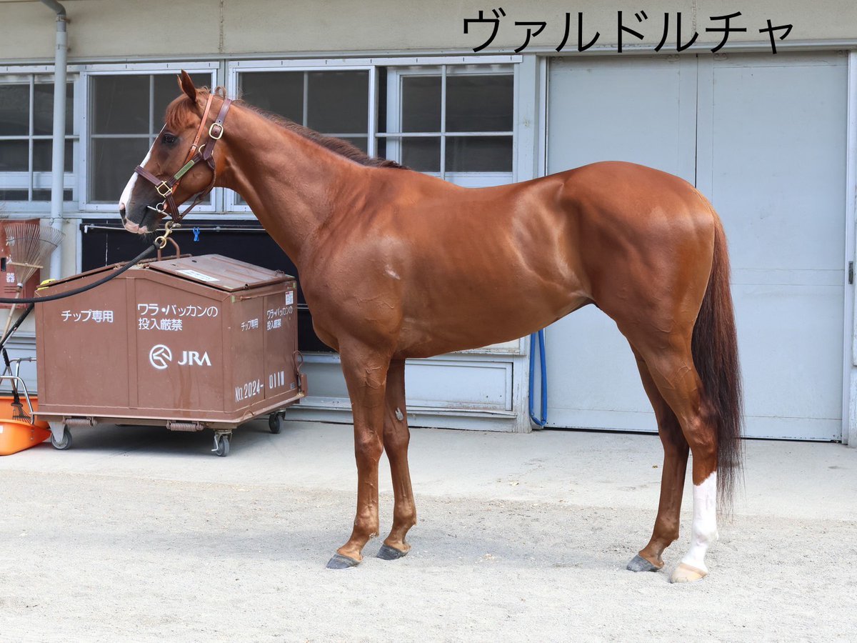 HTanaka_stable's tweet photo. 今週はセレクトセールもあり、田中博康調教師は未来の新しい仲間を増やすために奔走していたようです。舟山騎手も関係者や馬主様に挨拶をしていました。慌ただしい1週間でしたが、今週末は5頭が出走を予定しています。皆様の応援をよろしくお願いいたします。写真の関係から、まずはまずは土曜日出走の4頭です。

○26年7月17日
・函館5R
イトシサ　舟山瑠泉騎手

「いい意味でも悪い意味でも大きく変化したところは見られませんが、前走も初めての距離で早めに来られる展開だったことを考えれば、悲観する必要はありません。今回もブリンカーを装着してレースに挑みます。函館のダート1700m戦も前走からあっていると思いますし、しぶとさを見せてほしいですね」

 #イトシサ
 #舟山瑠泉 騎手
 #TNレーシング 様

・函館11R
ウェイワードアクト　舟山瑠泉騎手
「当初の予定より2週間ほど後ろ倒しになっての出走となりますが、ここにきてようやく整ってきた印象です。JRAでは久しぶりの1周競馬とはなりますが、名古屋でのレースや中山1800m戦を見る限りは問題ないと考えています。走れる状態にはありますし、ハンデは厳しくても元々のポテンシャルも高い馬。良化余地は残していますが、力を発揮してくれれば」

 #ウェイワードアクト
 #舟山瑠泉 騎手
 #ゴドルフィン 様

・福島10R
グロスビーク　戸崎圭太騎手

「この中間はアプローチ方法を変えて挑みます。小回りの1700m戦にはなりますが、自分のペースで走ることができれば対応可能でしょう。ようやくこの1週間で上向いてきていますし、動きの硬さに関しても、この仔の普段を考えると比較的スムーズな状態に収まっていると思います。砂を被り続けることがなければ力は発揮できるはずです」

 #グロスビーク
 #戸崎圭太 騎手
 #キャロットF 様

・福島10R
ヴァルドルチャ　小崎綾也騎手

「この中間は去勢とノドの手術を受けたことにより、状態自体は悪くありません。ノドや息遣いはスッキリとした印象です。去勢したことにより、マイルドになりましたし、気持ちが必要以上に昂ることもなくなりました。前走の内容を踏まえて、ブリンカーは必要ないと判断し、今回は外して挑みます。まだ途上の部分は残しますが、一応の出走態勢は整っています」

 #ヴァルドルチャ
 #小崎綾也 騎手
 #NICKS 様
 
★「」内は田中博康調教師のコメントをSNSスタッフがまとめています。