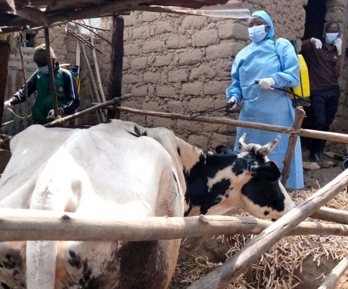 VeterinaryLtd's tweet photo. #RUCLIVET ltd hamwe n'inzego zitandukanye  turimo kwerekera aborozi uko bafuherera Inka,ihene n'intama urugo ku rugo ,ku buntu mu rwego rwo kwirinda no Gukumira RVF Iwacu mu Midugudu igize @rulindodistrict, @RwandaVets1 @RwandaAgriBoard. https://t.co/WdBVgksdE1