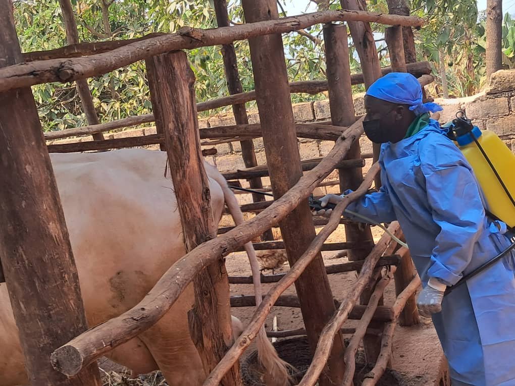 VeterinaryLtd's tweet photo. #RUCLIVET ltd hamwe n'inzego zitandukanye  turimo kwerekera aborozi uko bafuherera Inka,ihene n'intama urugo ku rugo ,ku buntu mu rwego rwo kwirinda no Gukumira RVF Iwacu mu Midugudu igize @rulindodistrict, @RwandaVets1 @RwandaAgriBoard. https://t.co/WdBVgksdE1