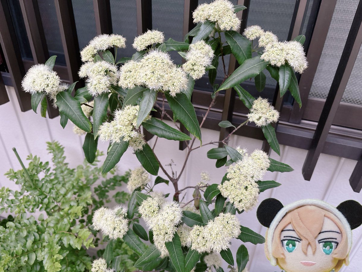 gt1aefn's tweet photo. 庭のふわふわレモンマートル
ほんとにレモンの香りがするよ～🍋 https://t.co/hWVqL5bIOJ