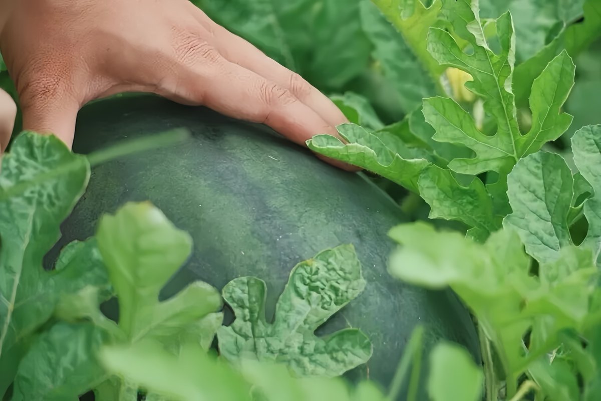 hangzhoufeel's tweet photo. 🍉🌄 When the sun begins its descent over Heishanding's terraced fields, two giant watermelon inflatables - each towering over two meters tall - greet visitors against a backdrop of golden hillside glow, while evening performances bring fire-breathing stunts and a lively watermelon-eating contest to the stage. 

🔥🎤This Friday marks the official opening of the mountain's sweetest season, where you can bite into crisp highland melons, cheer for your favorite eater, and let the mountain breeze carry your worries far away.

📍 Date: Jul 17 
Venue: Heishanding, Xindeng Town, Fuyang District
🕒 Sunset Hour: 5:00 – 6:30 PM | Stage Show: 6:30 – 8:00 PM

#WatermelonSeason #Heishanding #SummerEscape