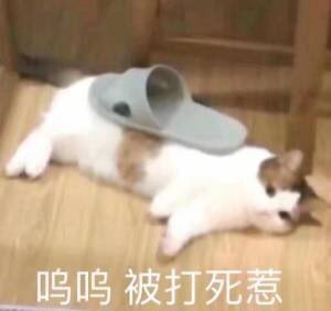 MoshenmeMo's tweet photo. 最近近视好像加深了  分别体现在烤破忒头的时候被烫到手  面拉和窄距下拉的时候痛击了自己的鼻子  破忒头还烤糊了🙂‍↔️分三顿吃吧这样每顿的痛苦浓度低一点 https://t.co/Lj6O5V1uyW