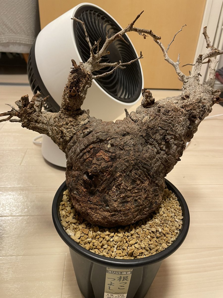 timene34's tweet photo. 未発根パキプスのクソデカ球買ったのでがんばって発根させて売り捌きます https://t.co/8siroDt7dX