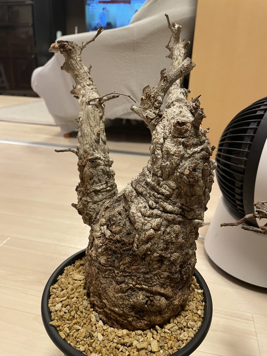 timene34's tweet photo. 未発根パキプスのクソデカ球買ったのでがんばって発根させて売り捌きます https://t.co/8siroDt7dX