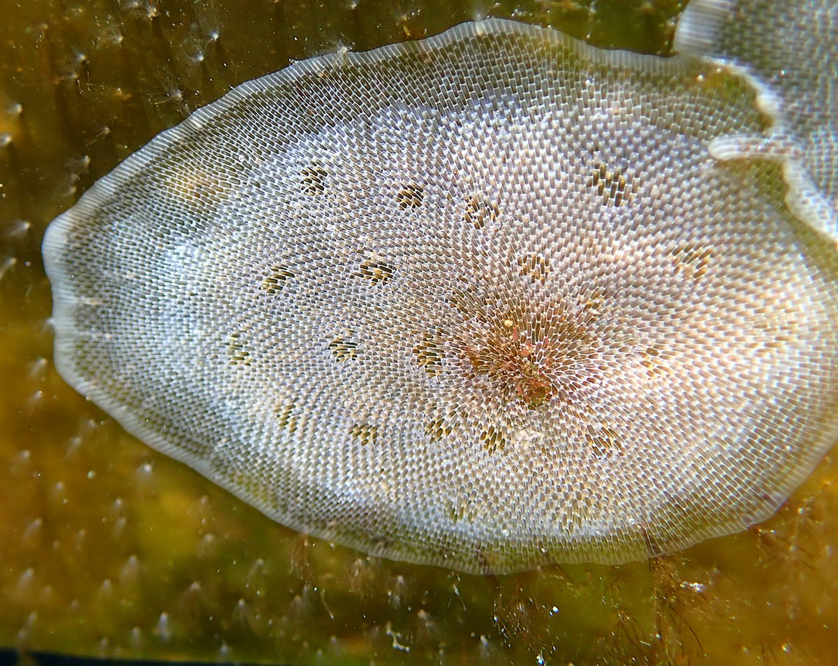 estacanicazul's tweet photo. ¿ Que son esas manchas blancas en las laminarias?
Son colonias de Briozoos. Cada pólipo fabrica una pequeña estructura calcárea y crece por gemación formando una colonia sobretodo pegado a las algas. Son el alimento favorito de muchos nudibranquios.
#briozoos #nudibranquios https://t.co/RL1JRTUXcU