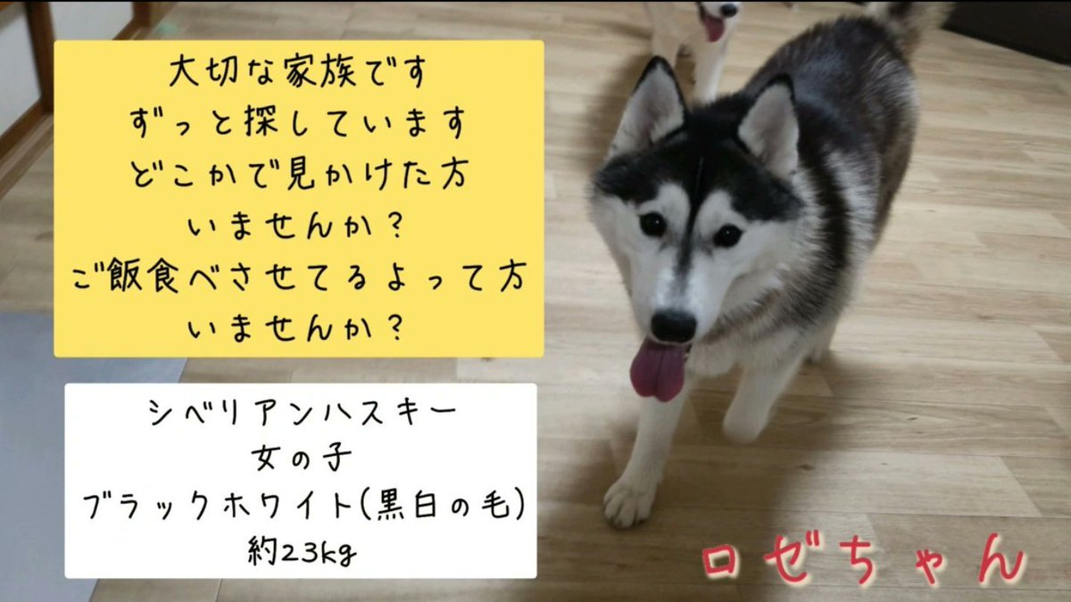 rosemama703's tweet photo. 迷子にしてしまい4年が経過してしまいました。ふらっと出てきてくれるんじゃないか？保護されて過ごしてるのかな？この2つの気持ちがずっといったりきたりです。年数経過しても帰ることができている話あるのできっといつか見付けることができると思っています。今でもロゼを気にかけて生活してくださりありがとうございます。たくさんの方にずっと心配させてしまい本当に申し訳ない気持ちでいっぱいです。諦めたわけではないので、似た子を見かけたり、お世話している方を知っていましたら教えてくださると助かります。DMがすぐに届かないことがあり、返信ができていなかったり未読のままになっていたりすることがあります。私のスマホが問題なのか分からなくて、せっかく情報を送ってくださったのにすぐ反応できずに申し訳ありません。応答なく情報入ってるか分からない時には、お手数ですがもう一度DMをお願いします🙇コメント·電話·ショートメールなど他の方法でも構いません。いつもお願いばかりで申し訳ありませんがよろしくお願いします。　#迷子　#迷子犬　#迷い犬　#犬　#いぬ　#茨城県　#千葉県　#神栖市　#鹿嶋市　#鉾田市　#潮来市　#行方市　#ロゼ　#ハスキー　#シベリアンハスキー　#保護　#保護犬