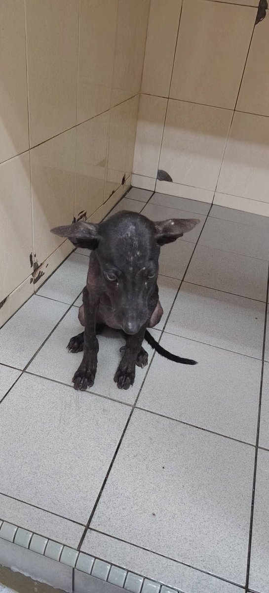 cats_rehome's tweet photo. C hitam ni ada shelter yg akan jaga smtra tp perlukan sngkar.. kalau ada sesiapa nk jual sgkr  anjing yg elok n murah,boleh roger²?? Kalau ada yg nk sedekah sgkr pn boleh sgt²..

Area Puchong https://t.co/8uQQid0Ojm