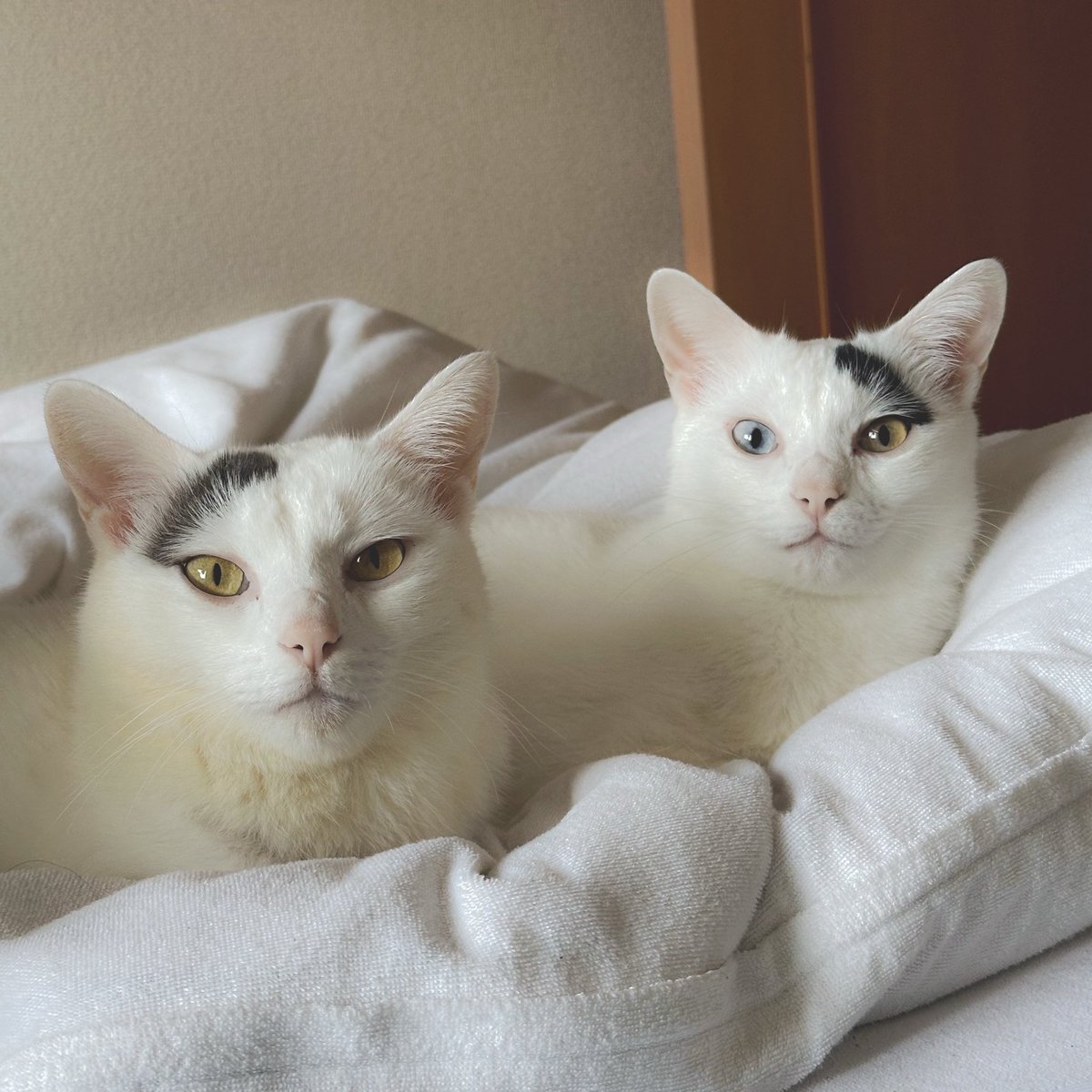 nana_q79's tweet photo. 左右対称な猫たちに寄せられた名前案
①「ジェイド」「フロイド」
②「ガズエル」「ガズアル」
③「ミギ」「ダリ」
④「右様」「左様」
⑤「へつ」「ほつ」
⑥「すゑひろがりず」

＼ ちなみにナナとキュウと申します／ https://t.co/38hH7buDTV