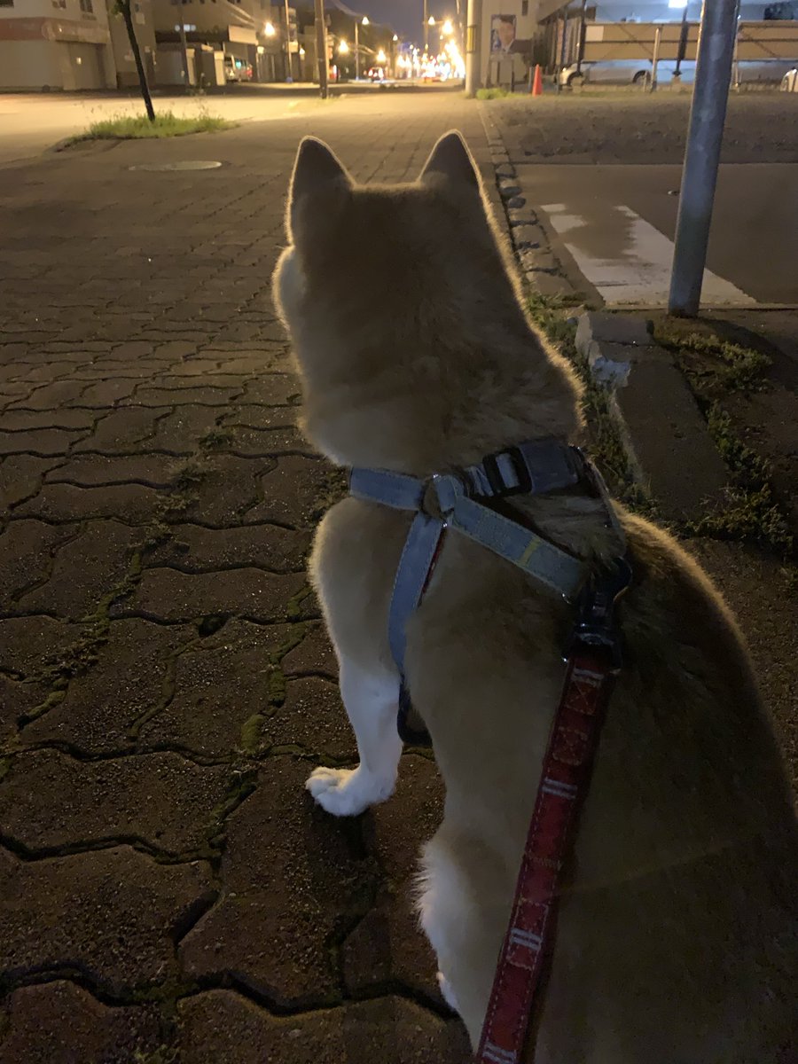 柴犬