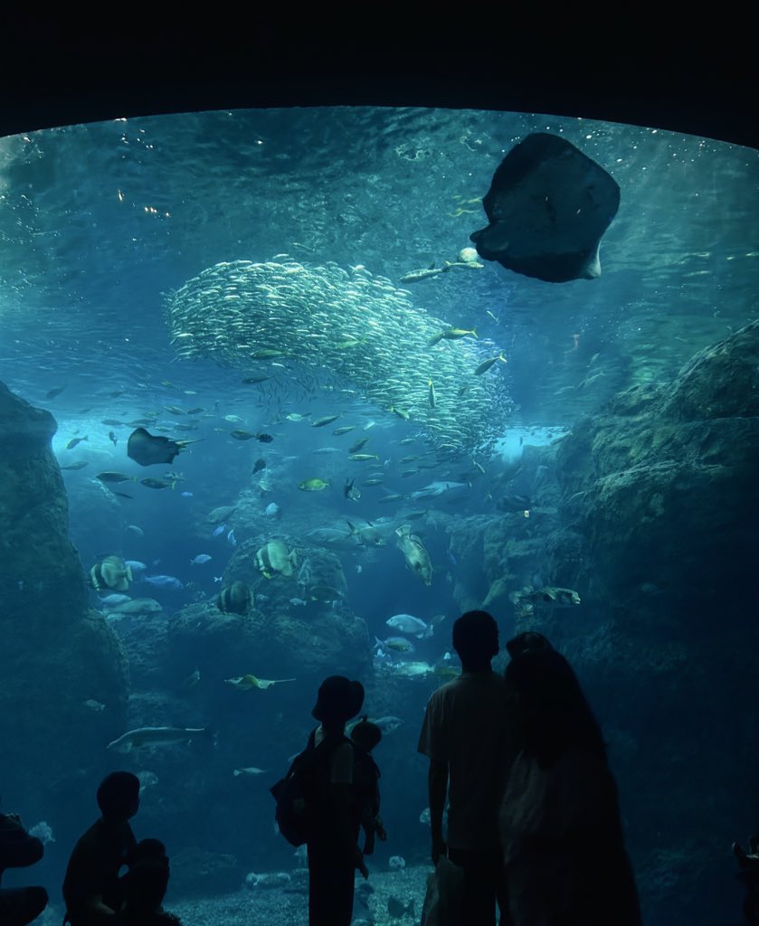 oriri_0616's tweet photo. 島の自然と海の生き物に癒された1日 .｡.:*🐠🐚🩵 https://t.co/S5GfEkKwKJ