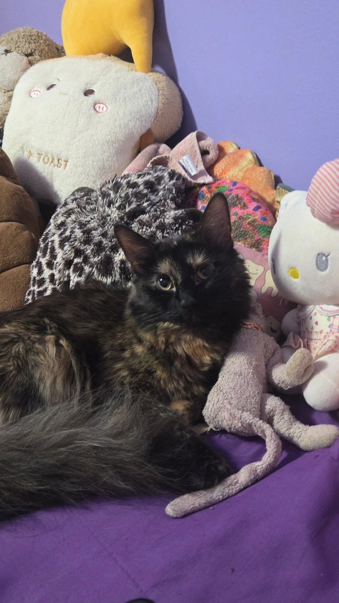 _itzmesara_'s tweet photo. anyways here's a picture of my cat https://t.co/IgEfIEzeoS
