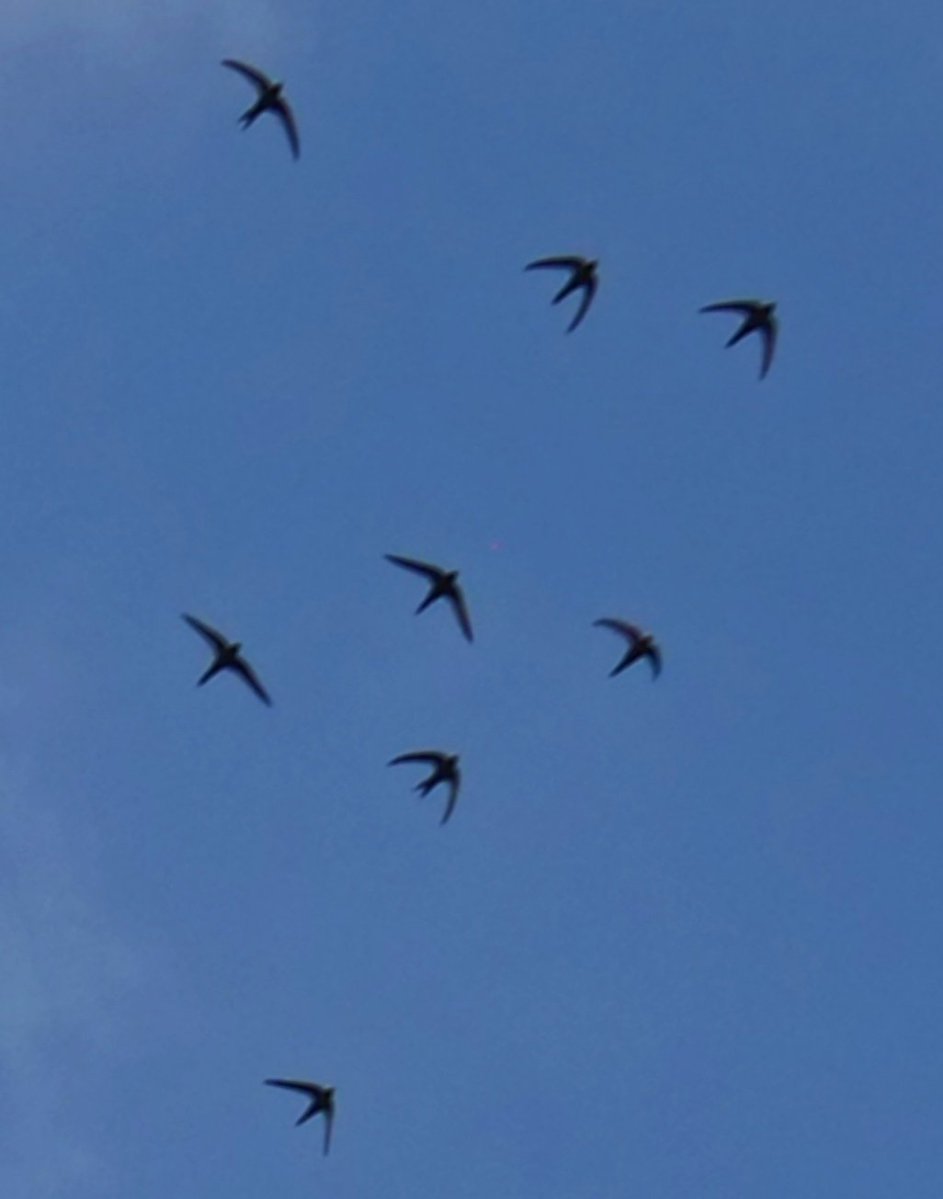 sightfree's tweet photo. Nature's own red arrows Peak district https://t.co/QcQDA5AA3G