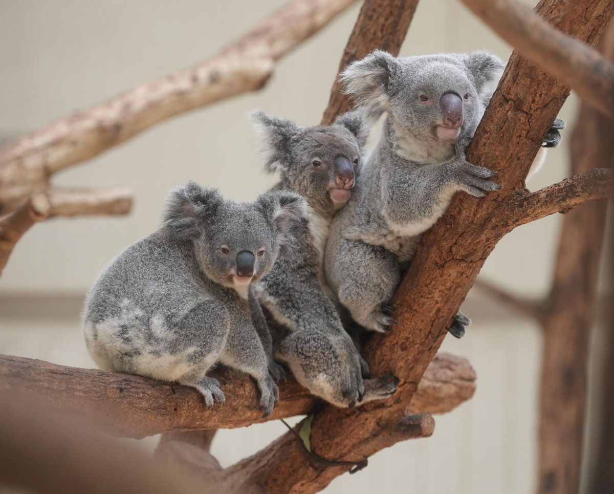 shogo021498's tweet photo. 今日のベストショット🐨🐨🐨

#コハル　#さち　#ヒヨリ　#埼玉県こども動物自然公園 https://t.co/YG6Ov9KCFf