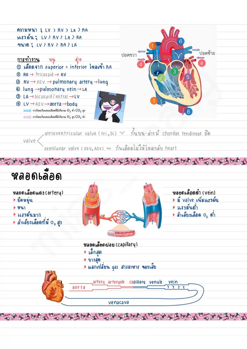 ClearThailand's tweet photo. สวัสดีวันศุกร์ค่า 🌙
วันนี้แอดชวนมาอ่านสรุปชีวะ ม.5 เรื่อง "ระบบหมุนเวียนเลือด" กัน! สรุปอ่านง่าย เนื้อกระชับ จิ้มเลย👇
📗#Clearnote ขอขอบคุณโน้ตจากคุณชาลี่ นะคะ
📚อ่านเต็ม ๆ ได้ที่ https://t.co/DNHLUPo2rK
#วิทยาศาสตร์ #ชีววิทยา #มอปลาย #ชีทสรุป #clearstudy #dek70 #dek71 #dek72 https://t.co/qTZw2laTXi