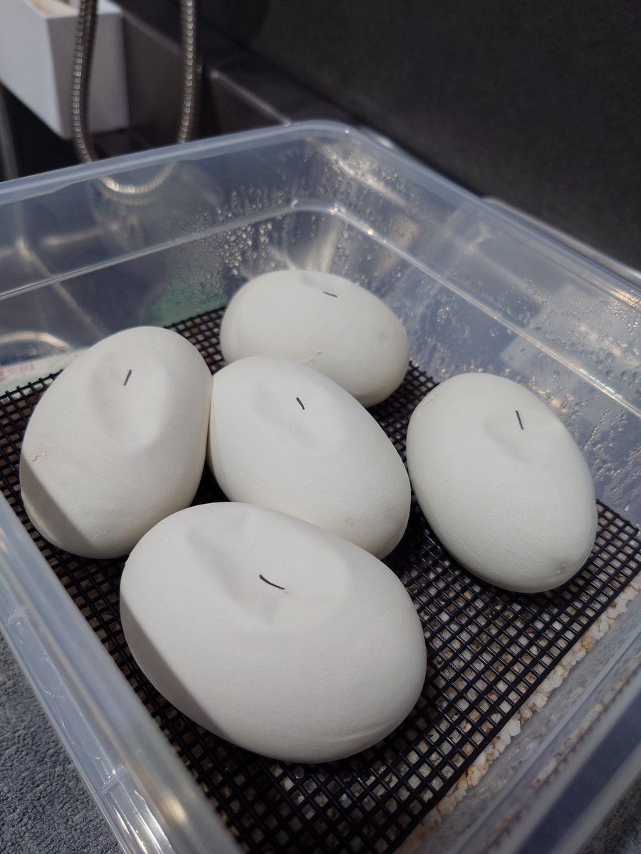 isopp_ball's tweet photo. クラッチ後50日🥚徐々に凹みができてきた！顔出すの楽しみにしてるよ🐍 https://t.co/49K2nzUQDy