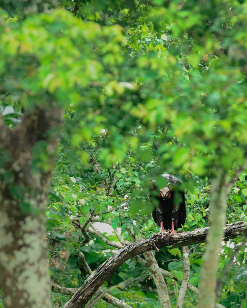 pratzlaiyer's tweet photo. Minding its own scavenging business 🌳 https://t.co/dBFQwoY9Cq