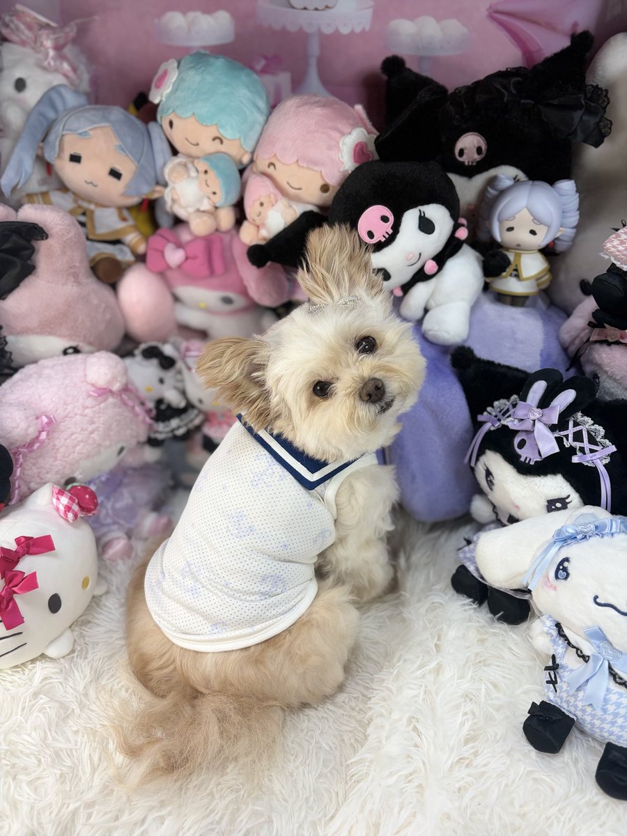 may0912may's tweet photo. ごきげんよ〜でしゅわ〜🌸
今週の自宅警備が終わったでしゅの〜🥰
三連休でしゅわ〜🎶
明日は美容院でチョキチョキ✂️さいかわ💕にしてもらうでしゅの〜✨
今日もマリンセーラーでしゅわ〜😱

#ポメプー　#ごきげんよ〜でしゅわ〜 https://t.co/NuwW5HJKbv
