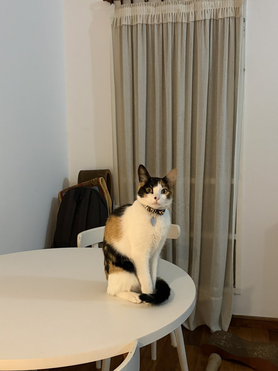 violetaconti's tweet photo. @lauretagens Mi Katana aun no evoluciono https://t.co/SHu9w5i524
